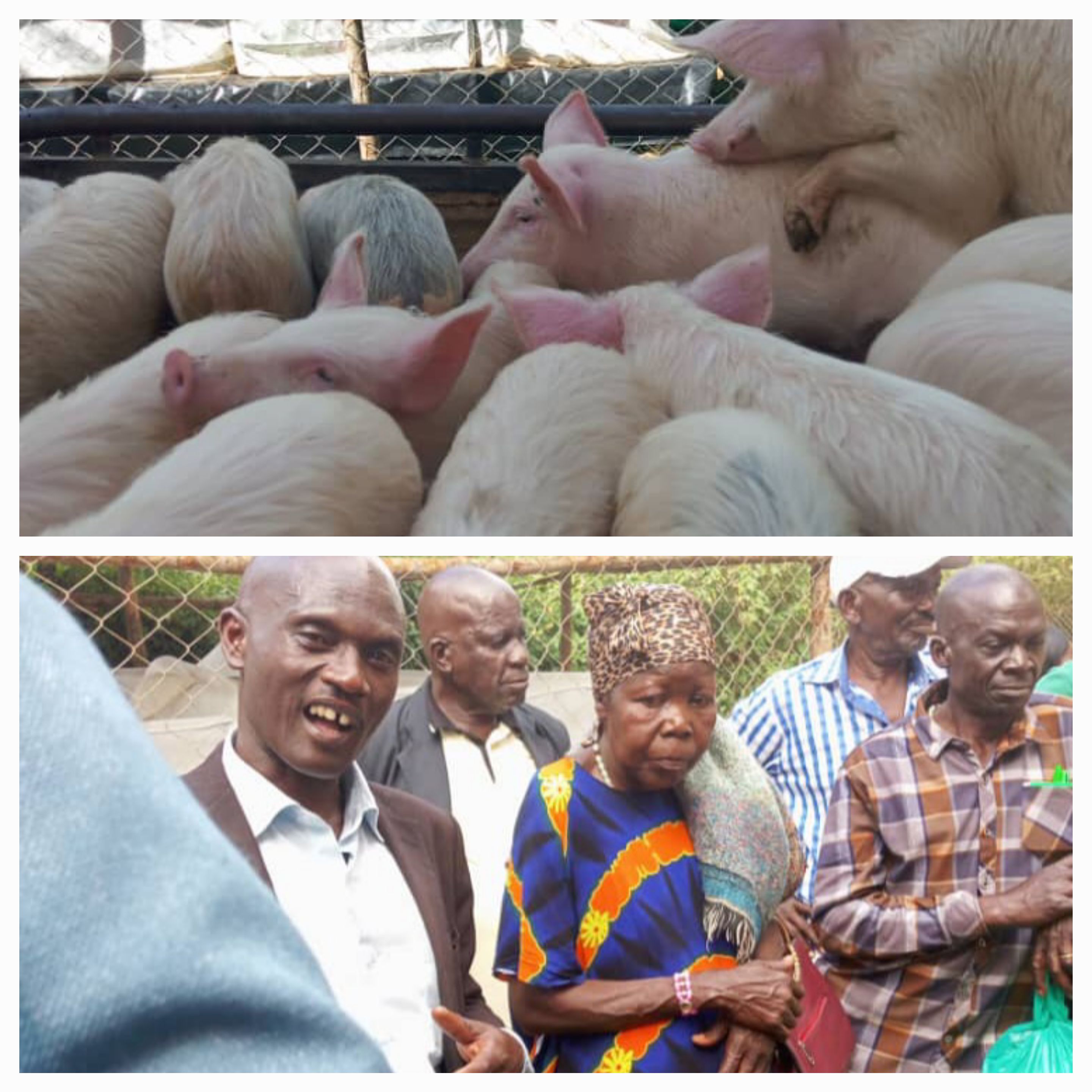Livelihood Boost: Farmers in Pallisa Receive Improved Piglets