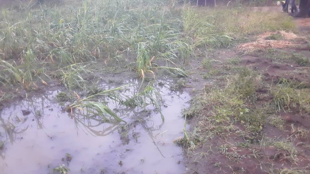 Hailstorm Destroys Over 500 Gardens, Leaves Katakwi Farmers Facing Food Crisis