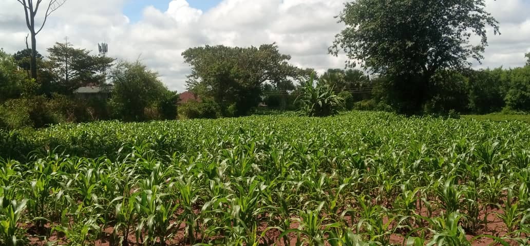 “Our Crops Are at Risk” — Farmers Speak Out on Armyworm Invasion