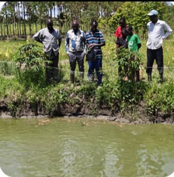 Fish Farmers in Pallisa Cry Out Over Rising Theft in Fish Ponds