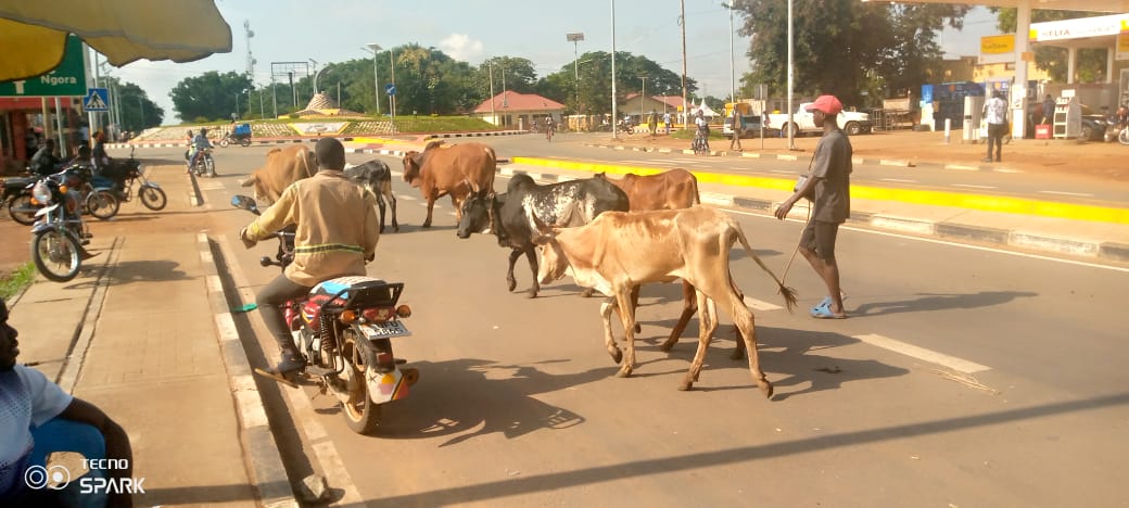 “We Don’t Tolerate Animals Loitering in Town” — Kumi Officials Warn Livestock Owners